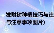 发财树种植技巧与注意事项(发财树种植技巧与注意事项图片)