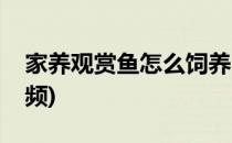 家养观赏鱼怎么饲养(家养观赏鱼怎么饲养视频)