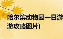 哈尔滨动物园一日游攻略(哈尔滨动物园一日游攻略图片)