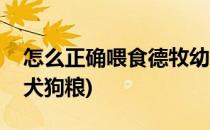 怎么正确喂食德牧幼犬(怎么正确喂食德牧幼犬狗粮)