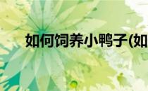 如何饲养小鸭子(如何饲养小鸭子视频)