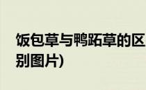 饭包草与鸭跖草的区别(饭包草与鸭跖草的区别图片)