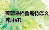 芙蓉鸟格鲁斯特怎么养(芙蓉鸟格鲁斯特怎么养才好)