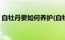 白牡丹要如何养护(白牡丹要如何养护和管理)