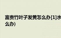 富贵竹叶子发黄怎么办[1]水养富贵竹(富贵竹叶子发黄该怎么办)