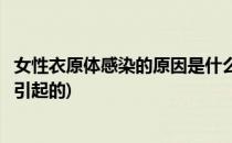 女性衣原体感染的原因是什么(女性衣原体感染的原因是什么引起的)