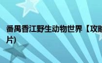 番禺香江野生动物世界【攻略篇】(番禺香江野生动物世界图片)