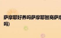 萨摩耶好养吗萨摩耶智商萨摩耶性格大揭秘(萨摩耶的智商高吗)