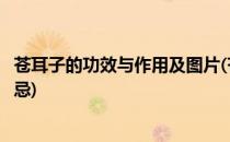 苍耳子的功效与作用及图片(苍耳子的功效与作用及图片及禁忌)