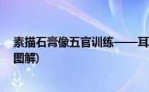 素描石膏像五官训练——耳朵的画法(素描石膏耳朵的画法图解)