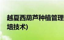 越夏西葫芦种植管理技术重点(西葫芦越冬栽培技术)