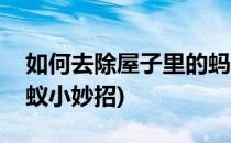 如何去除屋子里的蚂蚁(如何去除屋子里的蚂蚁小妙招)