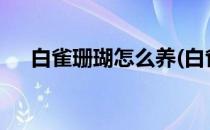 白雀珊瑚怎么养(白雀珊瑚怎么养盆栽?)