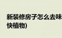 新装修房子怎么去味(新装修房子怎么去味最快植物)