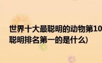 世界十大最聪明的动物第10名可能会惊到你(世界上动物最聪明排名第一的是什么)