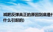 减肥反弹真正的原因到底是什么(减肥反弹真正的原因到底是什么引起的)
