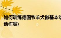 如何训练德国牧羊犬做基本动作(如何训练德国牧羊犬做基本动作呢)