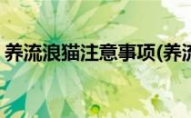 养流浪猫注意事项(养流浪猫注意事项和细节)