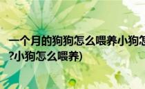 一个月的狗狗怎么喂养小狗怎么喂养(一个月的狗狗怎么喂养?小狗怎么喂养)