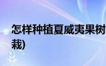 怎样种植夏威夷果树(怎样种植夏威夷果树盆栽)