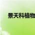 景天科植物晚上释放氧气吗 景天科植物