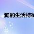 狗的生活特征和生活方式（狗的生活习性）