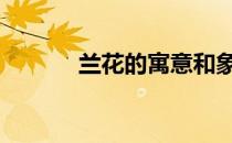 兰花的寓意和象征 兰花的寓意