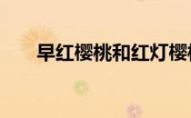早红樱桃和红灯樱桃 红灯大樱桃特点