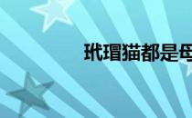 玳瑁猫都是母猫吗 玳瑁猫