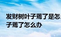 发财树叶子蔫了是怎么回事,怎么办 发财树叶子蔫了怎么办