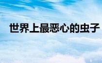 世界上最恶心的虫子 世界上最恶心的虫子