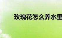 玫瑰花怎么养水里（玫瑰花怎么养）