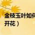 金枝玉叶如何养才会开花（金枝玉叶怎么养才开花）