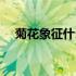 菊花象征什么精神品质（菊花象征什么）