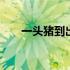 一头猪到出栏吃多少料 一头猪多少斤