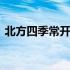 北方四季常开的花有哪些 北方四季常开的花