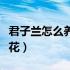 君子兰怎么养才开花快啊（君子兰怎么养才开花）