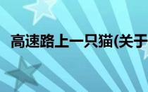 高速路上一只猫(关于高速路上一只猫简述)