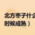 北方枣子什么时候成熟（东北野生圆枣子什么时候成熟）