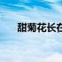 甜菊花长在什么地方（甜菊花怎么做）