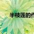 半枝莲的作用和用途（半枝莲的作用）
