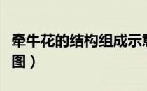 牵牛花的结构组成示意图（花的结构组成示意图）