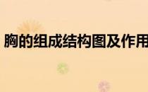 胸的组成结构图及作用（胸有什么结构组成）