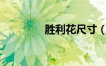 胜利花尺寸（胜利花图片）