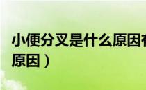 小便分叉是什么原因有事吗（小便分叉是什么原因）