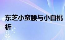 东芝小蛮腰与小白桃：两款产品的深度对比解析